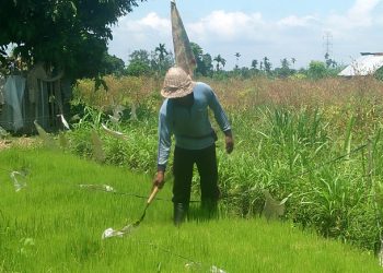 Jangan Jadi Petani di Bali, Berat…