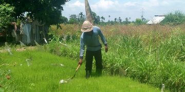 Jangan Jadi Petani di Bali, Berat…