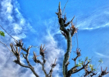 Sekar Sumawur: Langit-Langit, Langit dan Lelangit