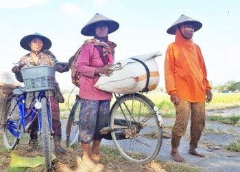 Cerita dari Sragen:  “Ngampung”, Perempuan-perempuan Memburu Sisa Panen