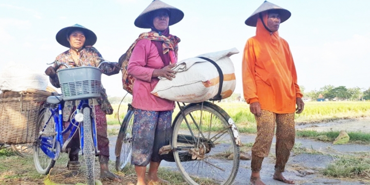 Cerita dari Sragen:  “Ngampung”, Perempuan-perempuan Memburu Sisa Panen