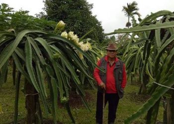 Sang Naga dari Tajun