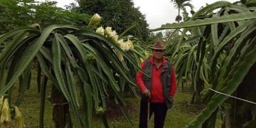 Sang Naga dari Tajun