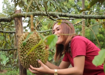 400 Buah Durian Siap, Festival Makan Duren Siap, ke Tajun Siap Graaak…