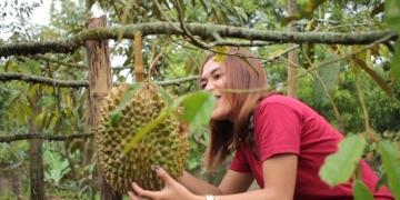 400 Buah Durian Siap, Festival Makan Duren Siap, ke Tajun Siap Graaak…