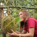 400 Buah Durian Siap, Festival Makan Duren Siap, ke Tajun Siap Graaak…