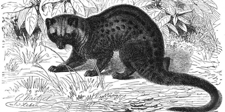 Bincang dengan Lubak Wait Kopi: Memangnya Saya Kembang Api Dibakar-bakar?