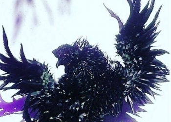 Ayam, Taji dan Radio