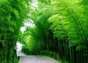 Kebun Raya Desa Selat, Buleleng: Mungkinkah Dibangun?  #Kolom Made Metera