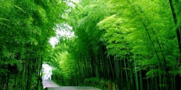 Kebun Raya Desa Selat, Buleleng: Mungkinkah Dibangun?  #Kolom Made Metera