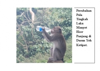 Monyet Ekor Panjang di Puncak Wanagiri, Peminta-minta yang Kegemukan