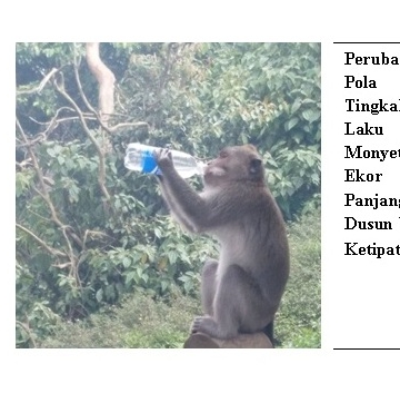 Monyet Ekor Panjang di Puncak Wanagiri, Peminta-minta yang Kegemukan