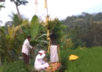 Byukukung, Ketika Padi Sedang Hamil Muda