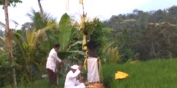 Byukukung, Ketika Padi Sedang Hamil Muda