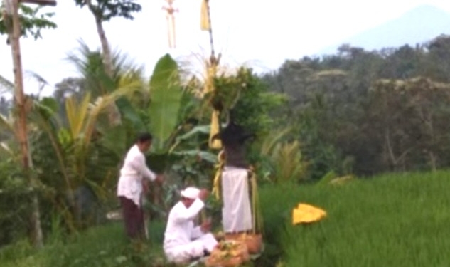 Byukukung, Ketika Padi Sedang Hamil Muda