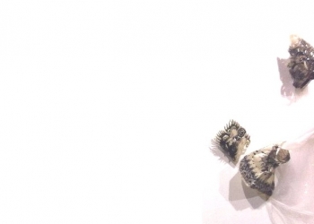 Puisi-puisi Winar Ramelan# Hawa Dingin yang Mengintai