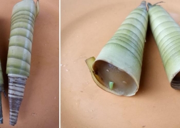 “Jaje Cerorot”: Dorong Pantatnya, Menyembul Ujungnya, Kulum lalu Kunyah