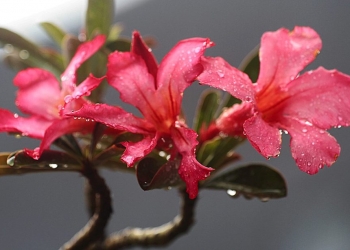 Aneh, Hujan di Singaraja, Selalu Hadirkan Cerita Kecil dari Kampung