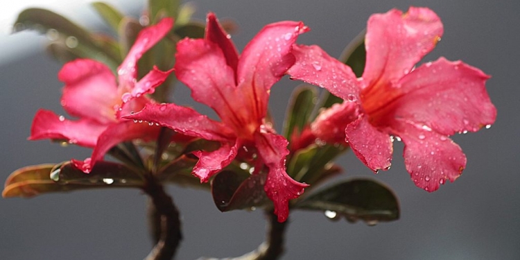 Aneh, Hujan di Singaraja, Selalu Hadirkan Cerita Kecil dari Kampung