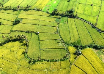 Pilihan Bertani, Demi Kekayaan atau Kebahagiaan Hidup?