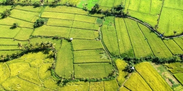 Pilihan Bertani, Demi Kekayaan atau Kebahagiaan Hidup?