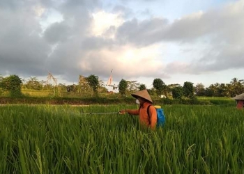 Generasi Petani 4.0 – Laku Tani Berbasis Aplikasi, Tinggal Unduh di Play Store