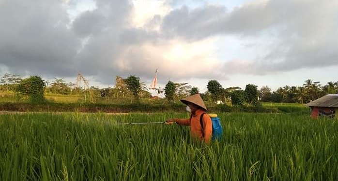 Generasi Petani 4.0 – Laku Tani Berbasis Aplikasi, Tinggal Unduh di Play Store