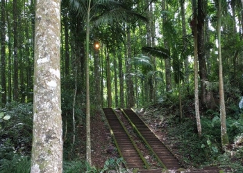 Pura Pucak Bukit Sangkur: Tangga Lumut dan Keheningan di Tengah Hutan