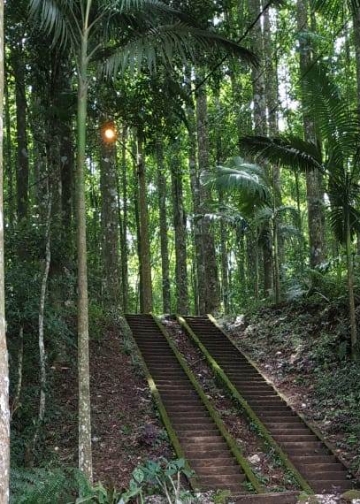 Pura Pucak Bukit Sangkur: Tangga Lumut dan Keheningan di Tengah Hutan