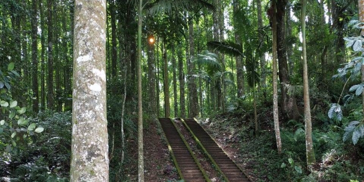 Pura Pucak Bukit Sangkur: Tangga Lumut dan Keheningan di Tengah Hutan