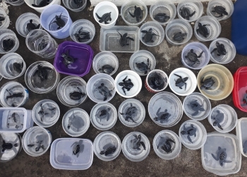 Mungkin Saja Penyu Akan Menyelamatkanmu — Cerita dari Pantai Samas