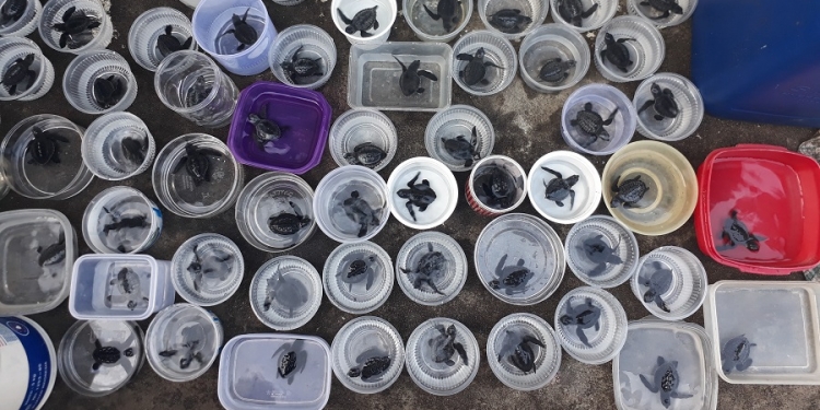 Mungkin Saja Penyu Akan Menyelamatkanmu — Cerita dari Pantai Samas