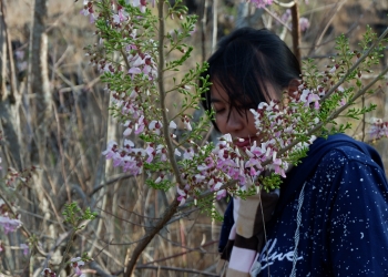 Sabana Bunga di Rejeng Anyar, Toya Bungkah