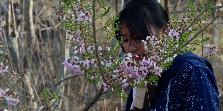 Sabana Bunga di Rejeng Anyar, Toya Bungkah