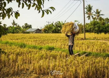 Bekerjalah pada Pekerjaan yang dapat Membuat Anda Bahagia
