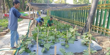 Di Gresik, Kebun Sayur yang Dikelola Marbot dan Tukang Becak Manfaatklan Limbah Air Wudhu