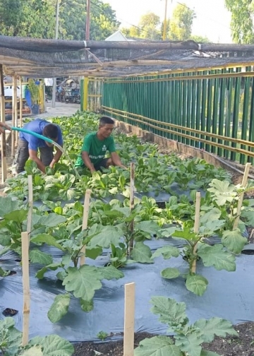 Di Gresik, Kebun Sayur yang Dikelola Marbot dan Tukang Becak Manfaatklan Limbah Air Wudhu