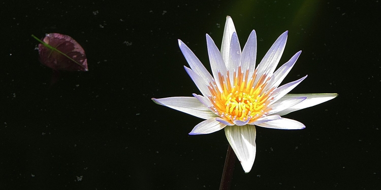 Hari Ibu Bagi Anak yang Tak Tahu Ibu