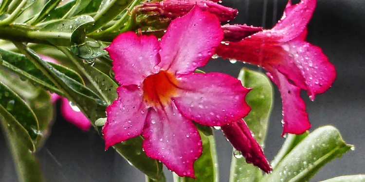 Tiga Tradisi Hitungan untuk Menghitung Datangnya Hujan  di Bali