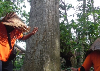 Tubuh Gatal “Kewanian”, Si Penderita Sembahyang dan Menari di Pohon Wani