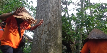 Tubuh Gatal “Kewanian”, Si Penderita Sembahyang dan Menari di Pohon Wani