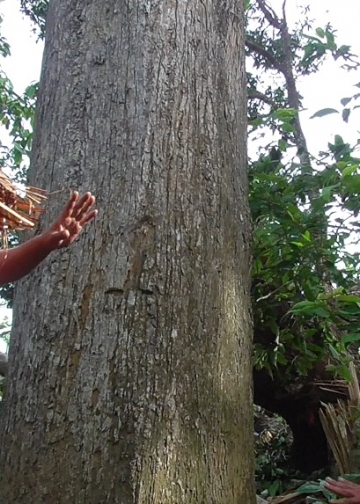 Tubuh Gatal “Kewanian”, Si Penderita Sembahyang dan Menari di Pohon Wani