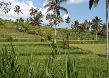 Bolak-Balik Denpasar-Buleleng, Sesekali Lewatlah Jalur Petang, Nikmati Wisata Gratis di Sela Perjalanan