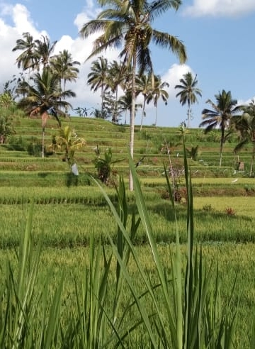 Bolak-Balik Denpasar-Buleleng, Sesekali Lewatlah Jalur Petang, Nikmati Wisata Gratis di Sela Perjalanan