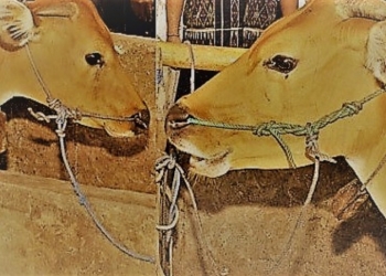 “Teli Sempi Nyengket”, Canda Rasis, dan Taruhan Inferior Orang Nusa Penida