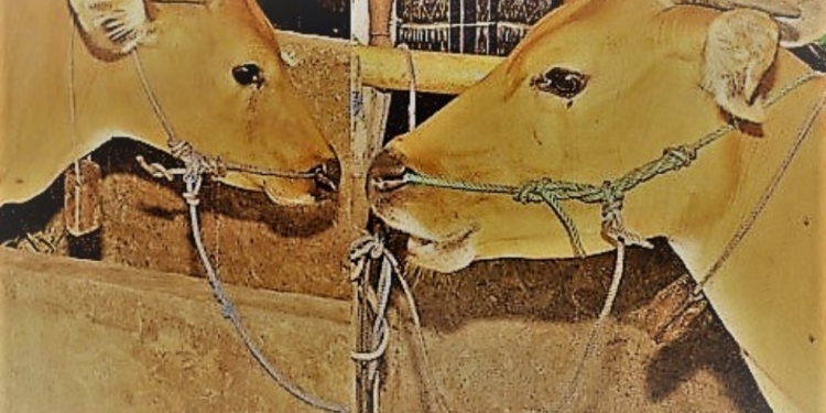 “Teli Sempi Nyengket”, Canda Rasis, dan Taruhan Inferior Orang Nusa Penida