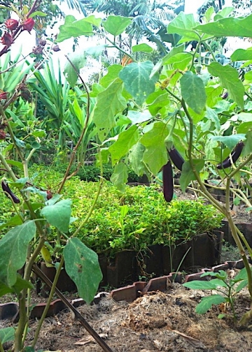 Ruang Hijau untuk Udara Sejuk – [Memandang Kebun Permakultur di Taman Baca Kesiman]