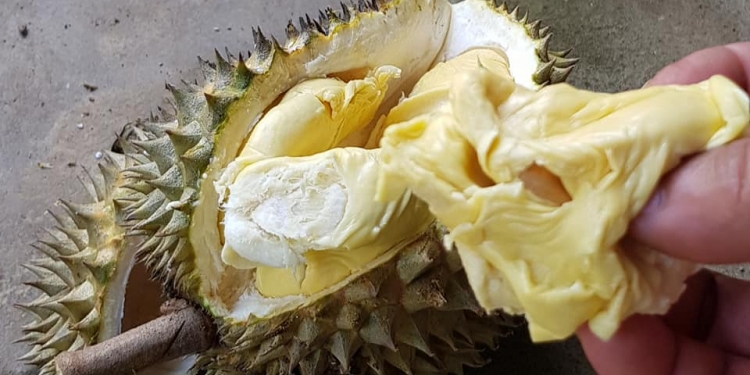 Memeluk “I Jalur”, Durian Juara dari Munduk Bestala