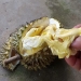 Memeluk “I Jalur”, Durian Juara dari Munduk Bestala