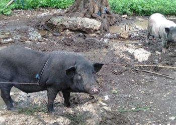 Mari Pelihara Babi Hitam Agar Kembali Jadi Tuan Rumah di Bali